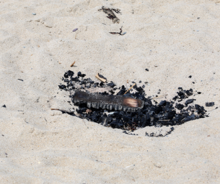 Beach Fire Remnants